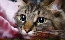 Rollik B фотография #44 (источник - https://vk.com/id45036309)