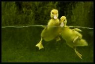 Маряшка Фісташка фотография #21 (источник - https://vk.com/id12846646)