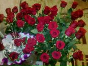 Фотография Волковой Юлии