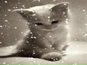 Віта Ковалець фотография #34 (источник - https://vk.com/id136004333)