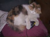 Фотография Коледенкова Владислава