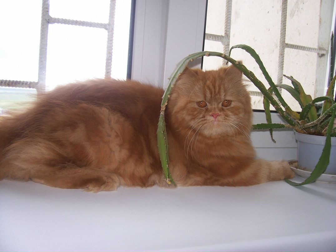 Елена Огун фотография #36