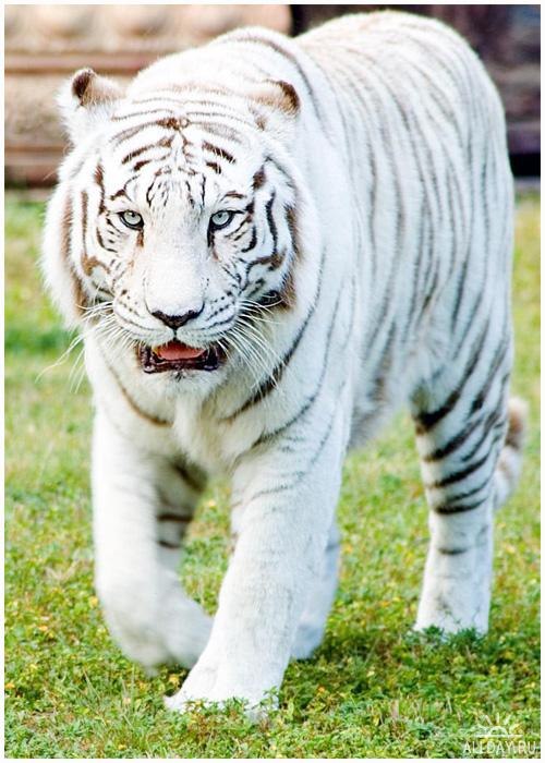 Ярослав (-) фотография #45