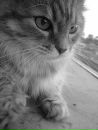 Ігор Коцар фотография #2 (источник - https://vk.com/id164031840)
