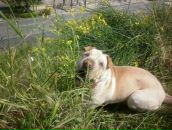 Ростік Худик фотография #24 (источник - https://vk.com/id87017695)