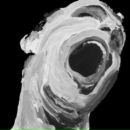 Фотография Uisli Mr