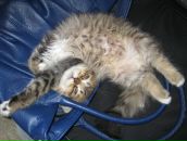 Анастасия Демир фотография #26 (источник - https://vk.com/id1973659)