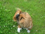 Софія Козловська фотография #11 (источник - https://vk.com/id31239202)