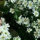 Галя Шевченко фотография #50 (источник - https://vk.com/id44213710)