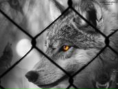 Андрій Кандибка фотография #41 (источник - https://vk.com/id29938954)