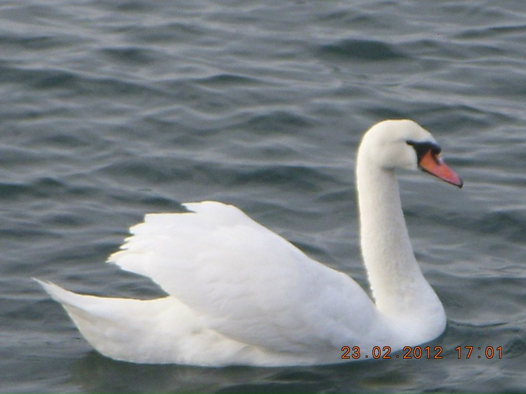 Виктор Маркушин фотография #48