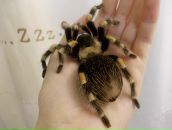 Фотография Лапиной Веры