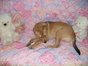 Тимка __ фотография #19 (источник - https://vk.com/id147852110)