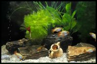 Давид Немсадзе фотография #1