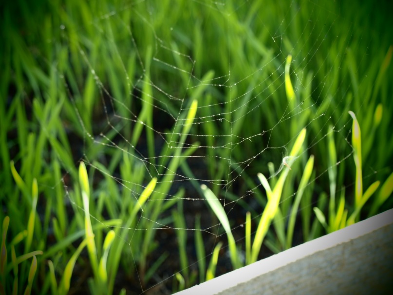 Сергей Гуревич фотография #28