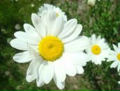 Фотография Андреевой Маргариты