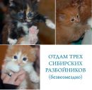 Фотография Cide Sin