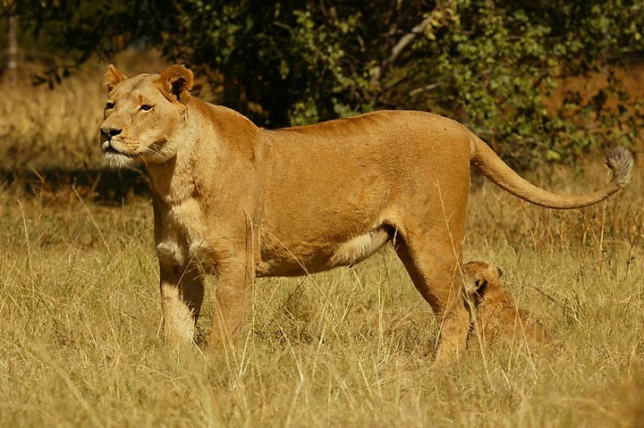 Мурат Апшев фотография #11