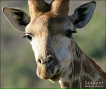 Фотография Хачапуридзе Надежды