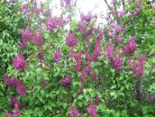 Юлія Парфеса фотография #20 (источник - https://vk.com/id6576639)