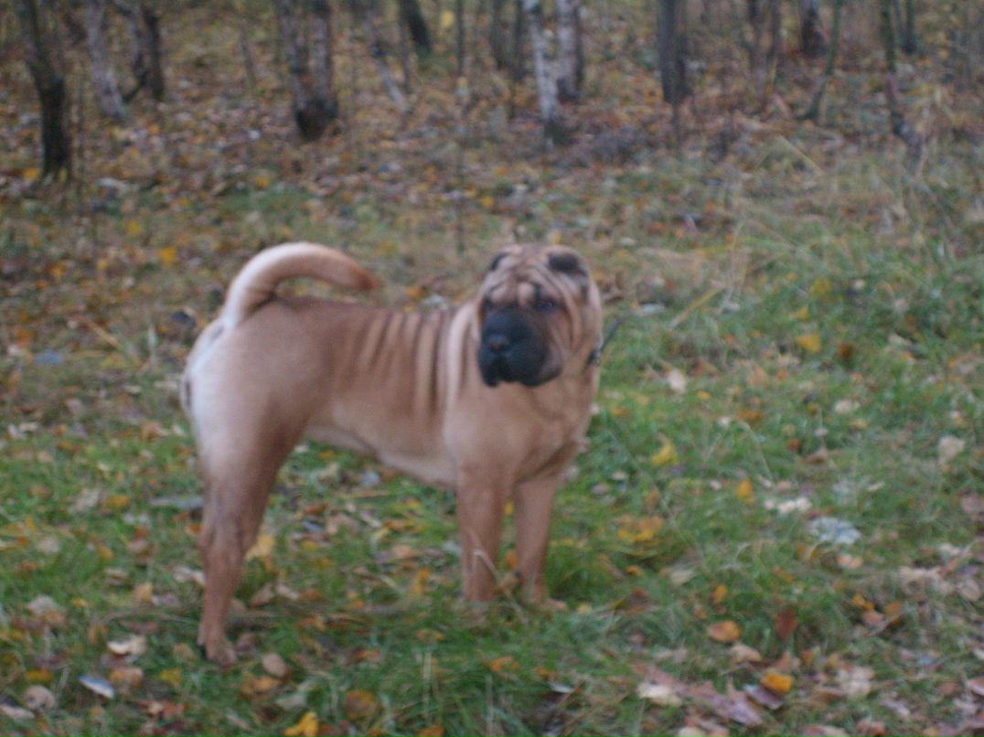 Гриша Дорощенко фотография #35