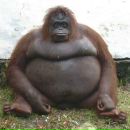 Фотография Individual Twisted