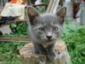 Фотография Крылова(Чумак) Елены