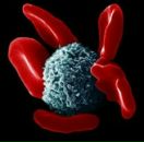 Фотография Алехина Алексея