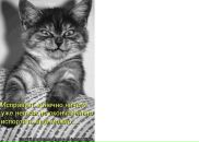 Фотография Лоленко Анны