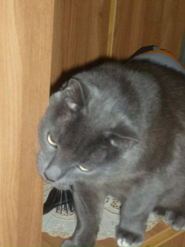 Владимир Ефременко фотография #2