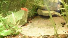 Dathim Origin фотография #8 (источник - https://vk.com/id2932718)