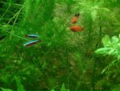 Dathim Origin фотография #23 (источник - https://vk.com/id2932718)