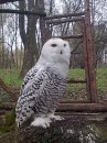 Діана Ховайло фотография #46 (источник - https://vk.com/id68532764)