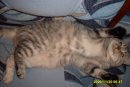 ♥ды♥мо♥ву♥шеч♥ка♥ ♥♥ фотография #1