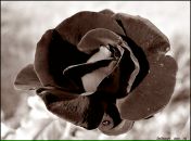 Фотография Савченко Константина