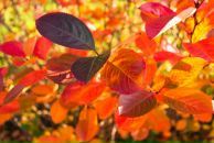 Фотография Майсиени Алены