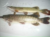 Паша Мацьків фотография #46 (источник - https://vk.com/id68380396)