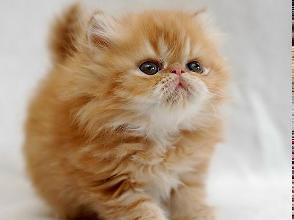 Dora Dora фото №1