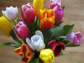 Іванка Оліярник фотография #36 (источник - https://vk.com/id28905592)