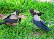 Аліса Баришівська фотография #25 (источник - https://vk.com/id33920186)