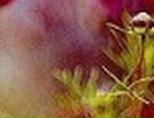 Христя Луцька фотография #35 (источник - https://vk.com/id58155483)