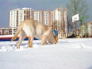 Інді Живко фотография #5 (источник - https://vk.com/id82626680)
