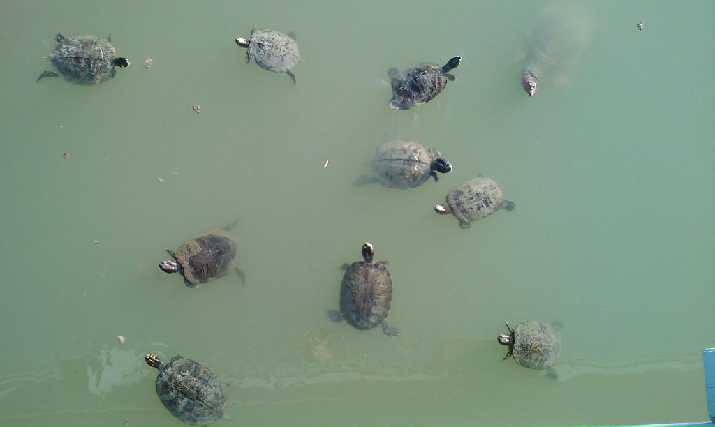 Александр Нетепенко фотография #18