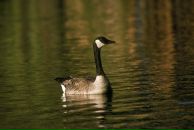 Інночка Легеза фотография #15 (источник - https://vk.com/id101551214)