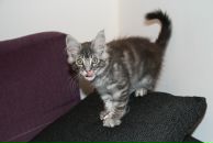 Мария Дик фотография #34 (источник - https://vk.com/id853556)