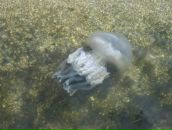 Наталія Нечай фотография #3 (источник - https://vk.com/id13853614)