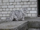 Олічка Гаврилюк фотография #49 (источник - https://vk.com/id158043366)