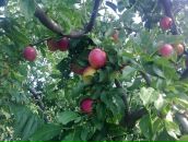 Олександра Іванюк фотография #46 (источник - https://vk.com/id79051182)