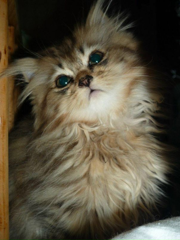 Надежда Краснова фотография #8